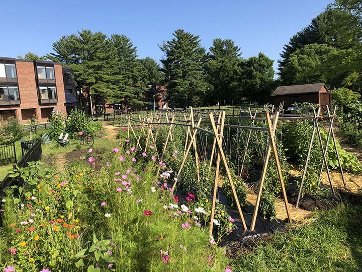 Bright zinneas pepper the garden on the right of the image. Tall trellised tomatoes fill the mid-line of the image.